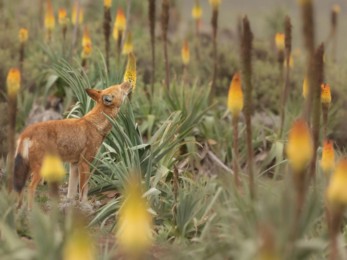 Le Loup d’Éthiopie, un pollinisateur inattendu