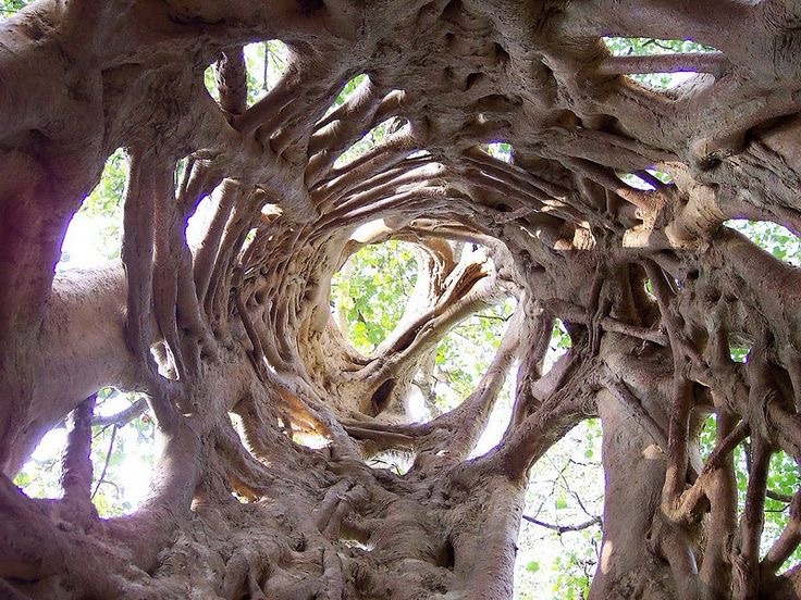 Les plantes qui marchent : mythe ou réalité ?