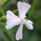 La Saponaire : le savon de la nature