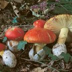 L’amanite César : le mystérieux trésor comestible de la forêt