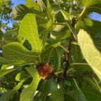 Les Feuilles de Figuier : un trésor médicinal au goût subtil de noix de coco